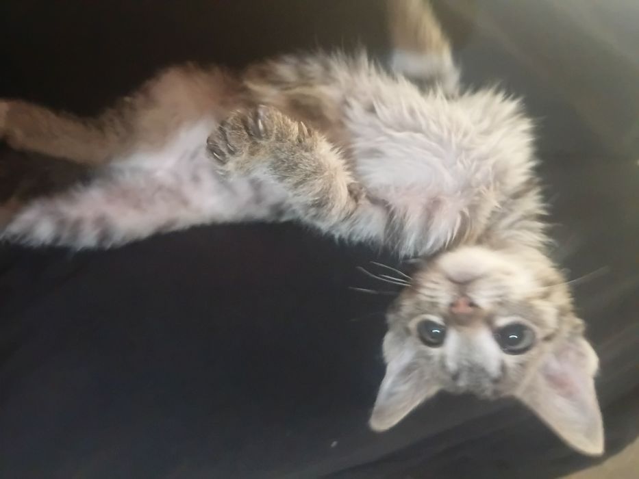 Котёнок мальчик 4 месяца в добрые руки