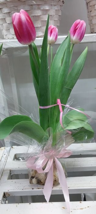 Тюльпаны  из теплицы