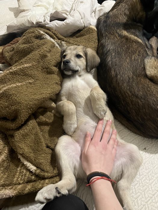 Щенок 2 месяца девочка