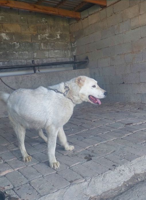 Ит сатылады,9 айлық ұрғашы.