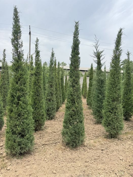 Majveniy archalarimiz sotiladi boyi 3.5m dan tanlab osela boladi