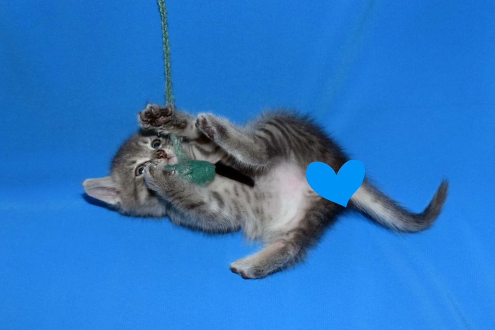 КОТЯТА ищут любящий дом!