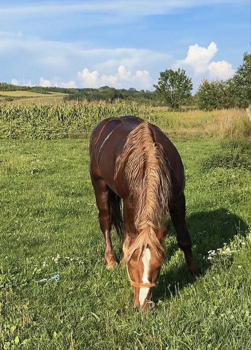 Cal de vanzare invatat la ham