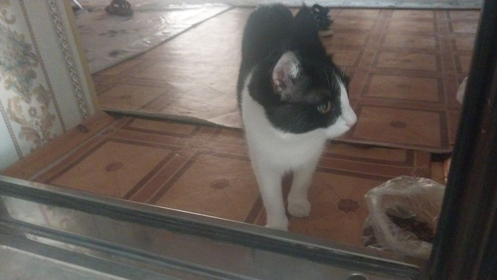 Mushuk hadyaga beriladii aqilli jinsi erkak 8 oylik kup qavatli uyda