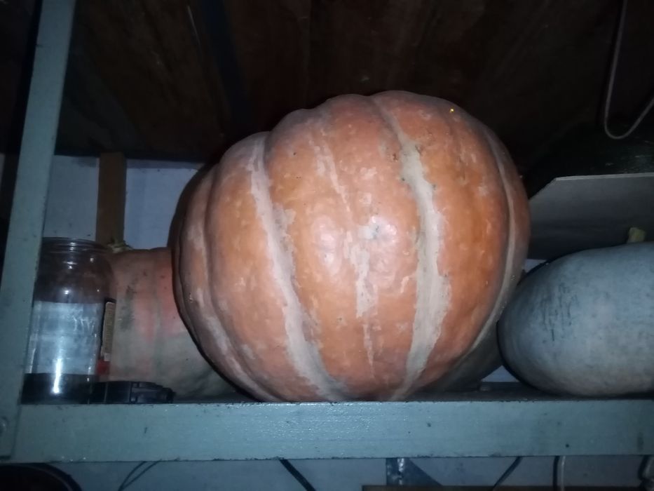 Продам      тыкву