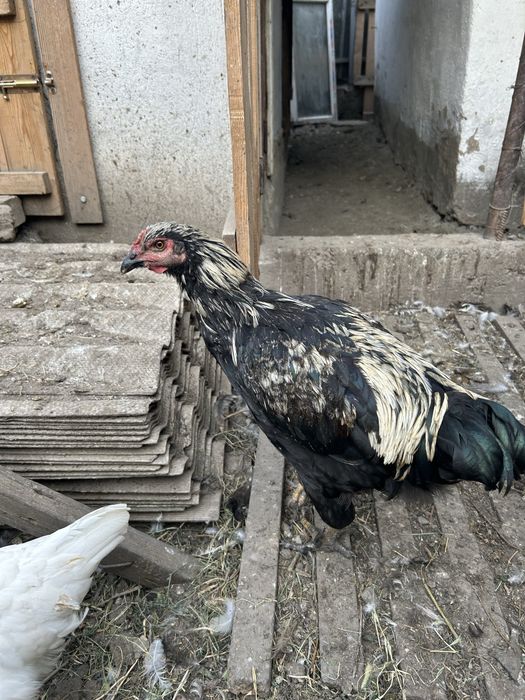 Продам молодых петушков