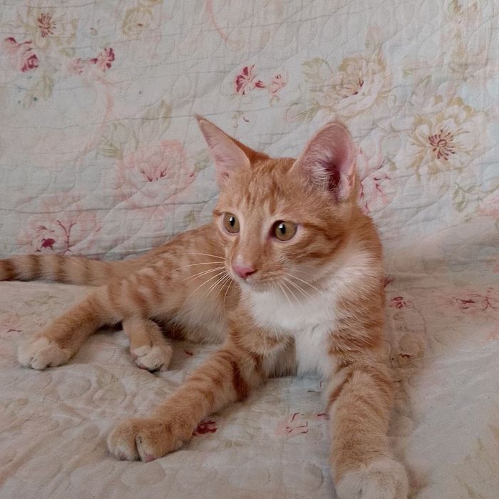 Отдадим котят в хорошие руки