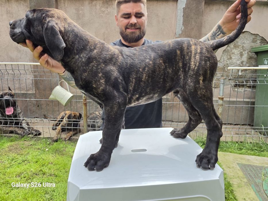 Vand mascul Presa canario ,parinti campioni