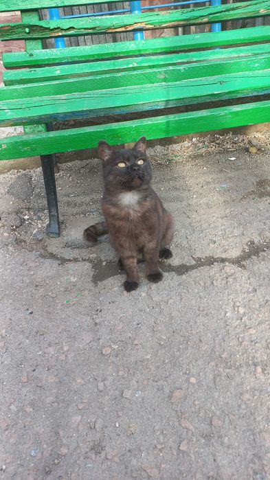 Отдам котиков в добрые руки