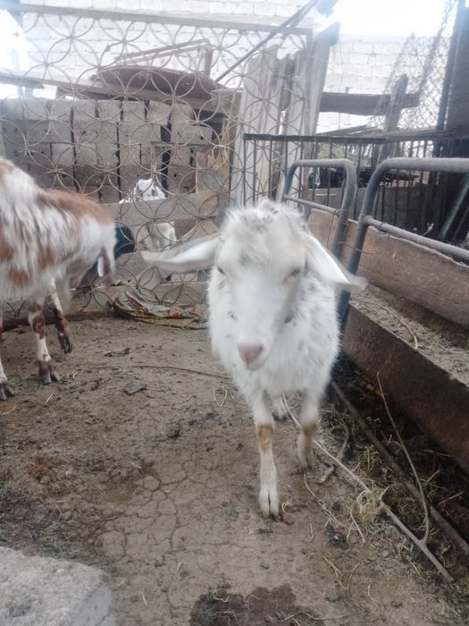 Дойные козы продам