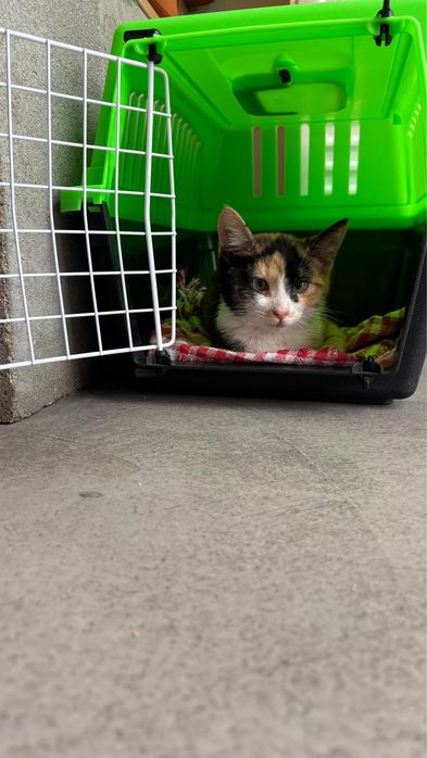 Котенок в добрые руки