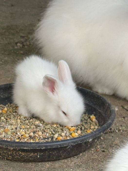 Iepurasi Angora albi cu ochi albastrii