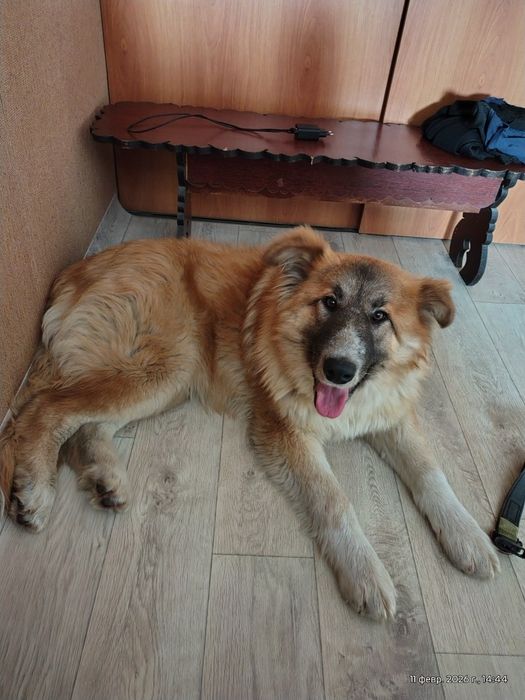 Отдам ,крупная, спокойная собака