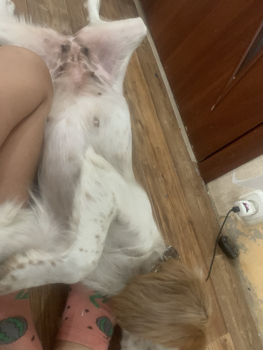 Щегочек русского охотничего спаниеля