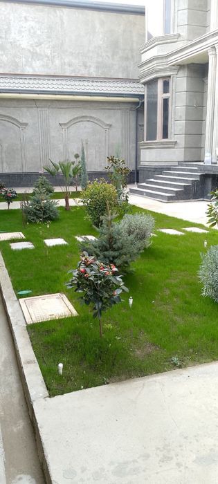 Gazon landshaf dizayin xizmati