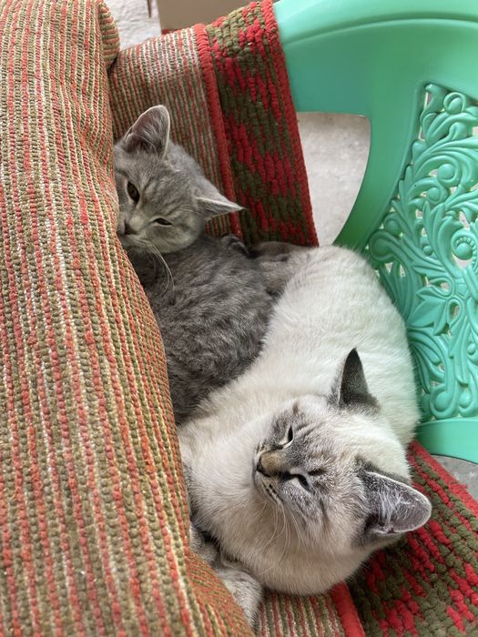 Отдам даром котят в хорошие руки