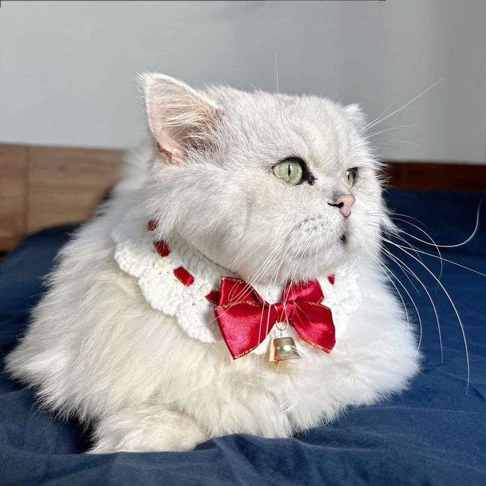 Коледна шапка елха за котка или малко куче – сладък празничен аксесоар