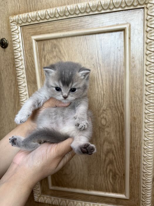 britanskiy toza qon mushuk mushukcha британский котенок britain kitten