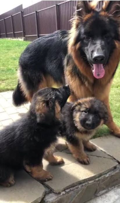 Овчарка 10 мес сучка