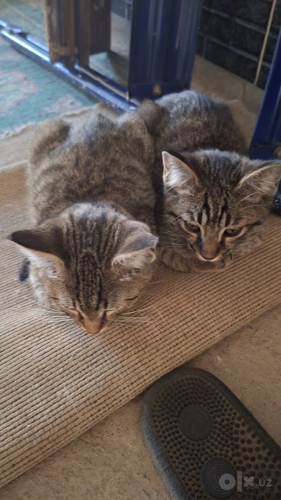 Отдам котят в добрые руки