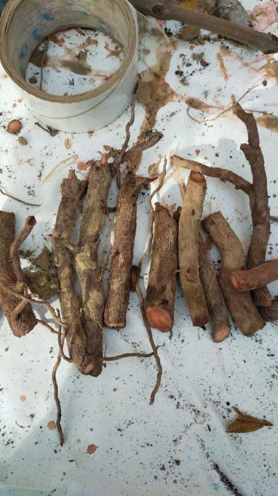 Павловния көшеттері павлония