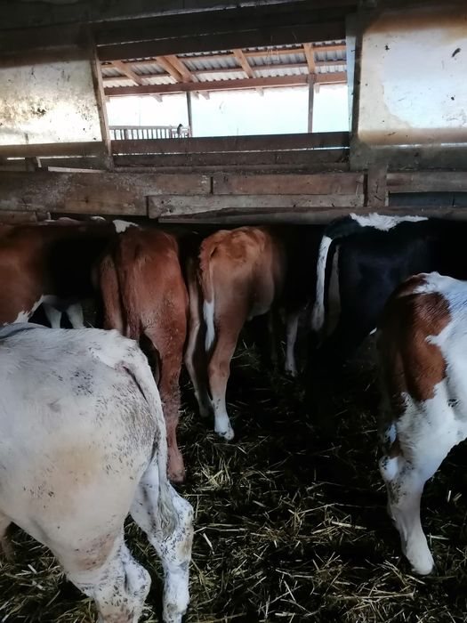 Vând viței încărcați