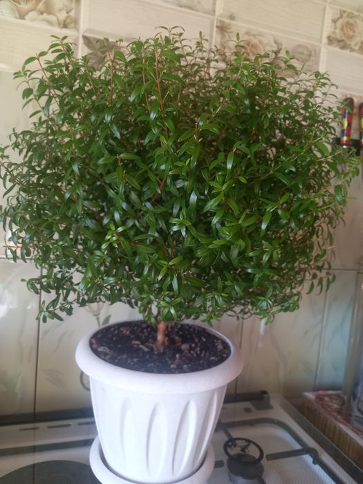 Продам Миртовое дерево