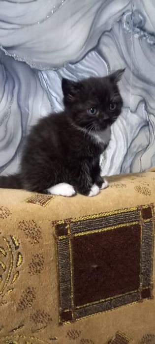 Котята длинношорстная британки