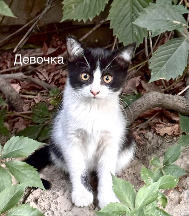 Котята в добрые и любящие руки