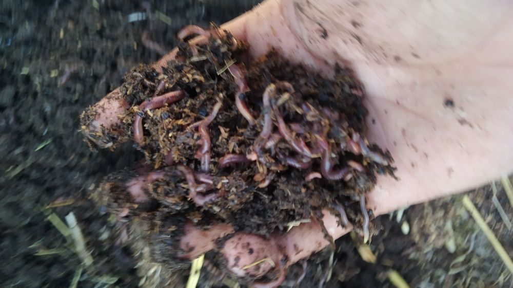 Kaliforniya Chuvalchangi Kilosi 1000 Banan Karobkasi 300