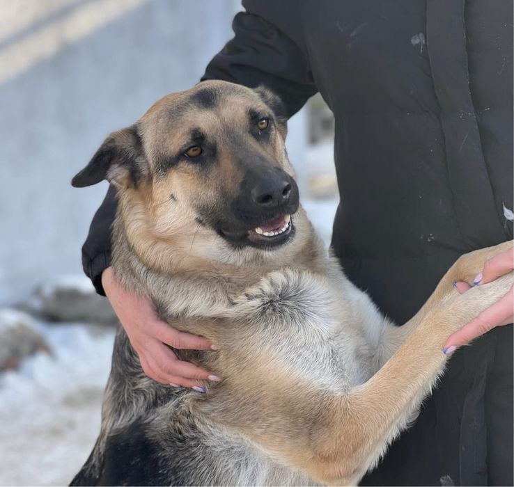 Собака в хорошие руки