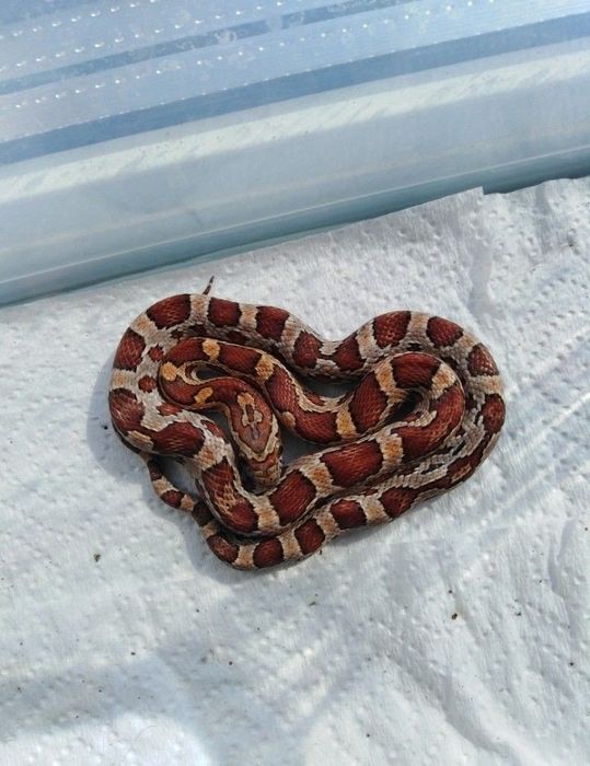 Змея маисовый полоз