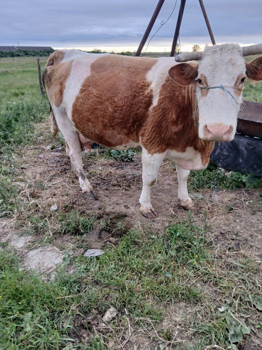 Vand vaca de 10 ani baltata românească