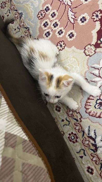 отдам за доброгочеловека