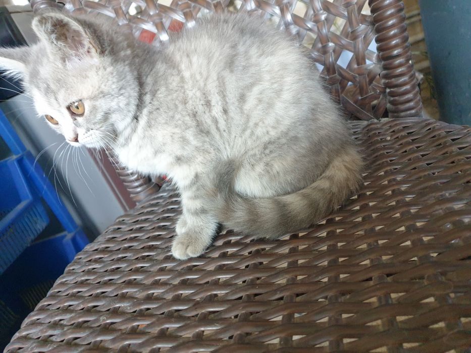 Продаётся кошка 100$