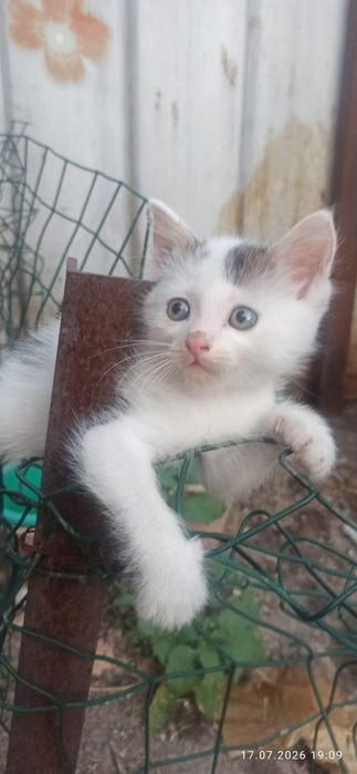 Отдам котят в хорошие руки