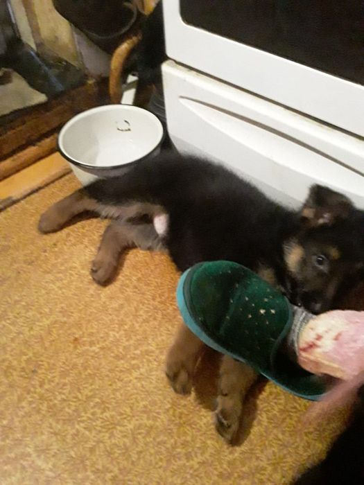 Продам немецкую овчару