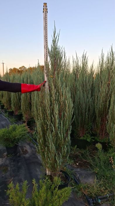 Туя Смарагд Можжевельник