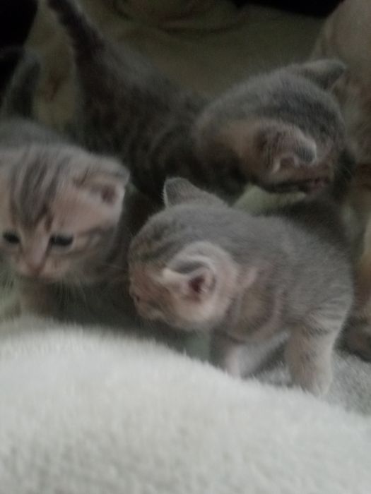 Котята Британцы в добрые рукии