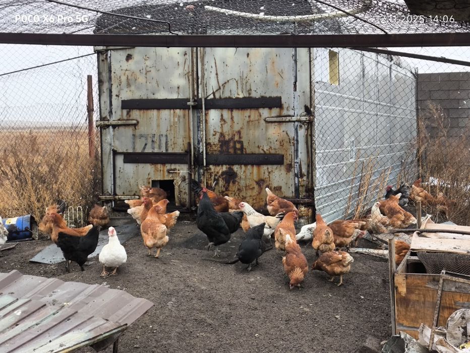 Продам  всех курей