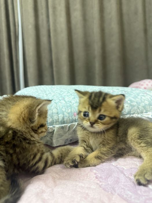 Продаются два мальчика скоттиш страйт окрасом золотая шиншилла