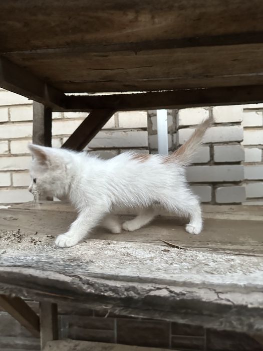 котенок в добрые руки