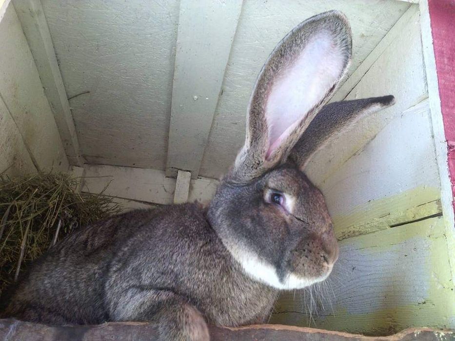 Masculi și Femele Uriaș German 7 luni rasă pură