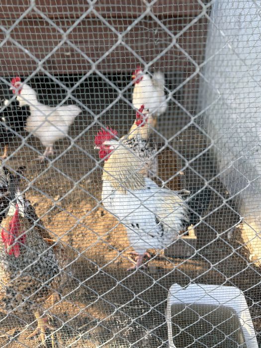 катунски петлета