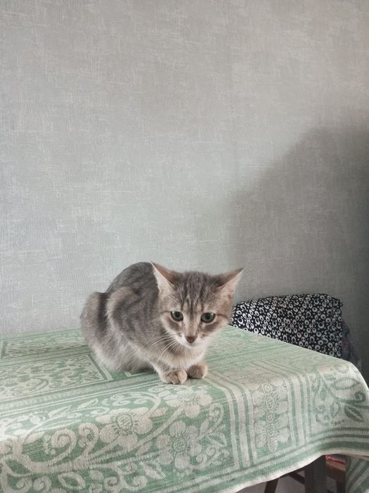 Отдам котёнка в добрые руки