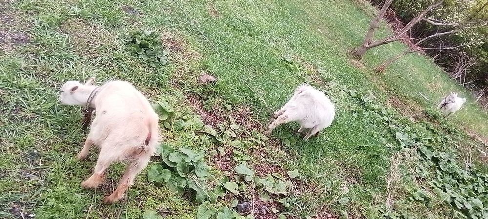 Альпийские козочки 3 месячные