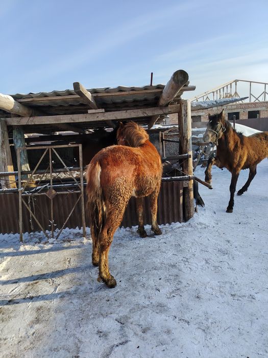 Жыкылар сатылады