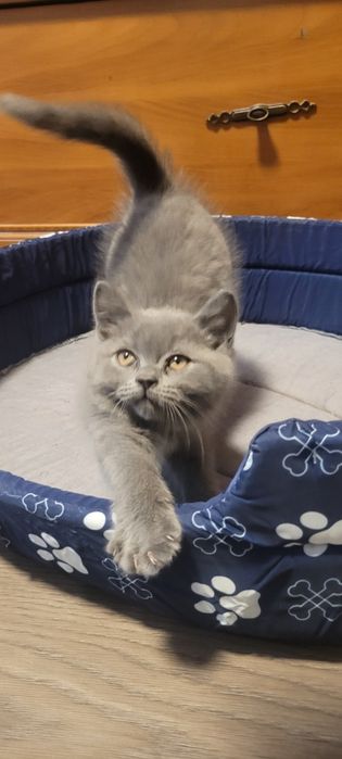 Британски котенца