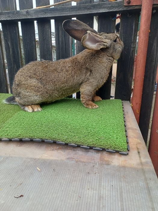 Vand iepuri uriasi german femele 11 luni