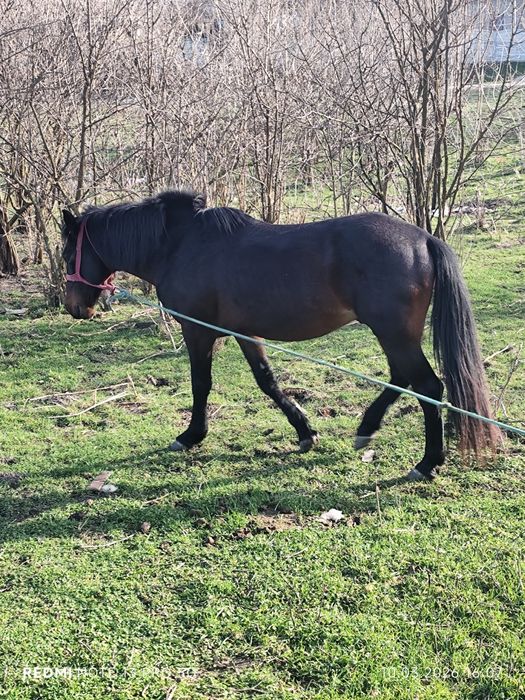 Cal de vînzare m-ai multe detalii la tel